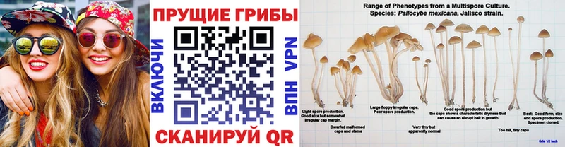 Псилоцибиновые грибы GOLDEN TEACHER  купить наркотики цена  Шенкурск 